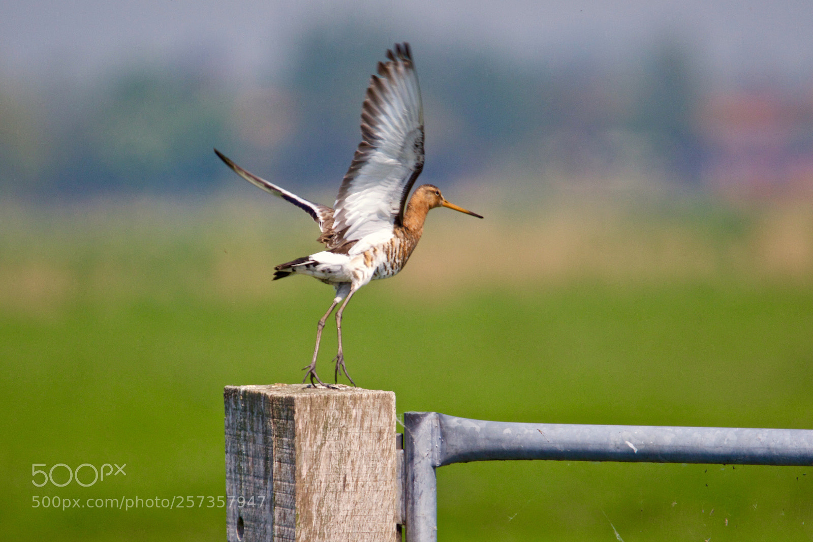 Canon EOS 7D Mark II sample photo. Black-tailed godwit - limosa photography
