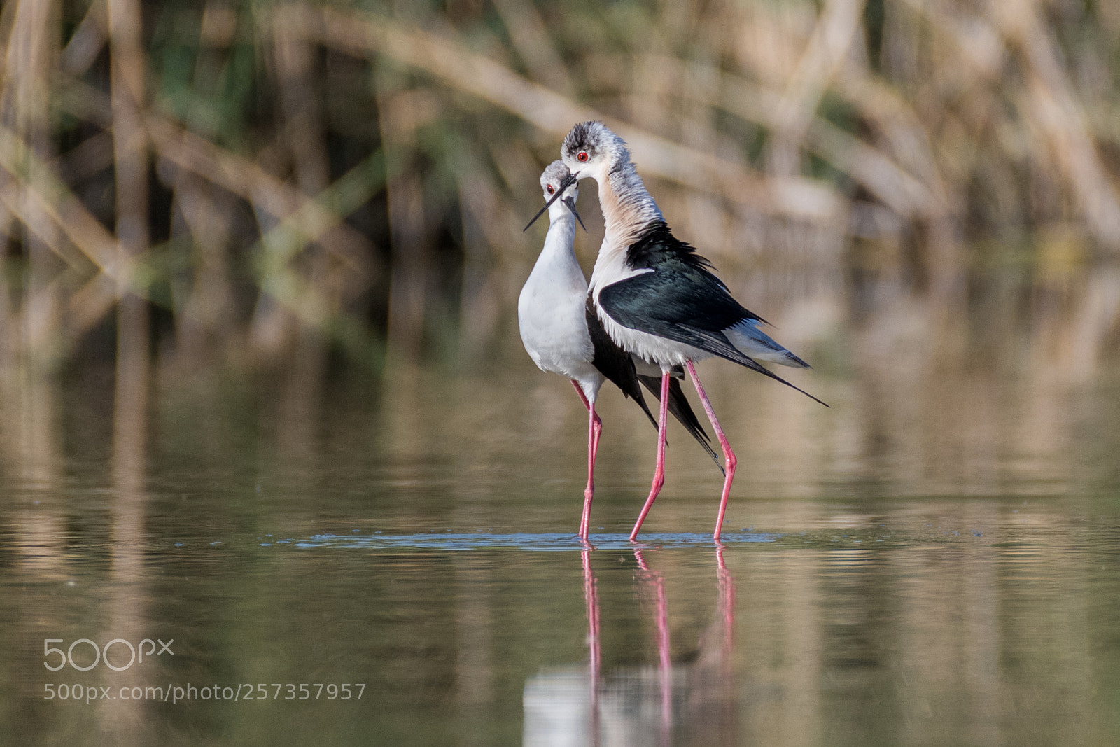 Nikon D850 sample photo. Delicate creatures photography
