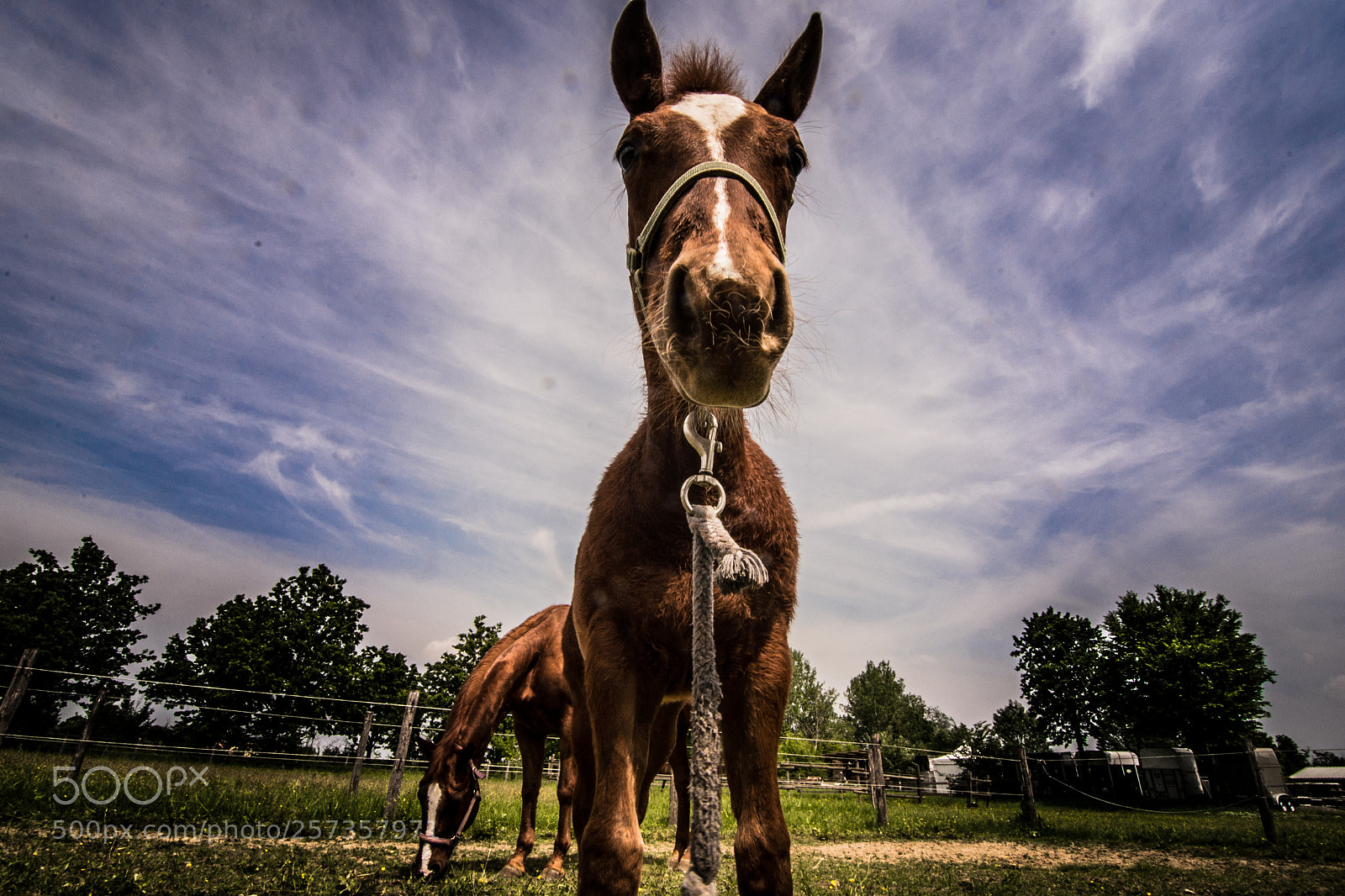 Nikon D610 sample photo. Yo brother photography