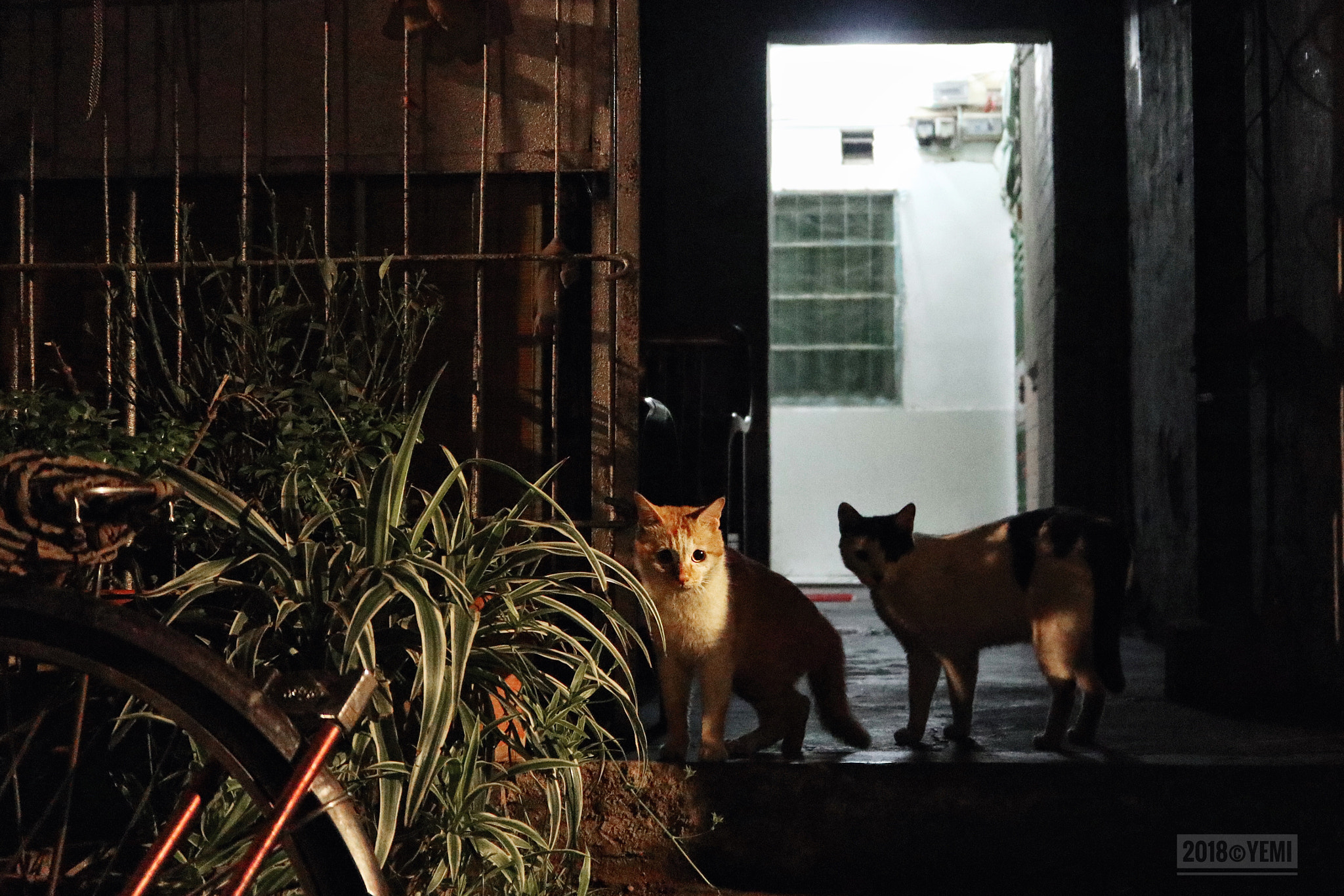 Canon EOS M6 sample photo. The night street cat photography