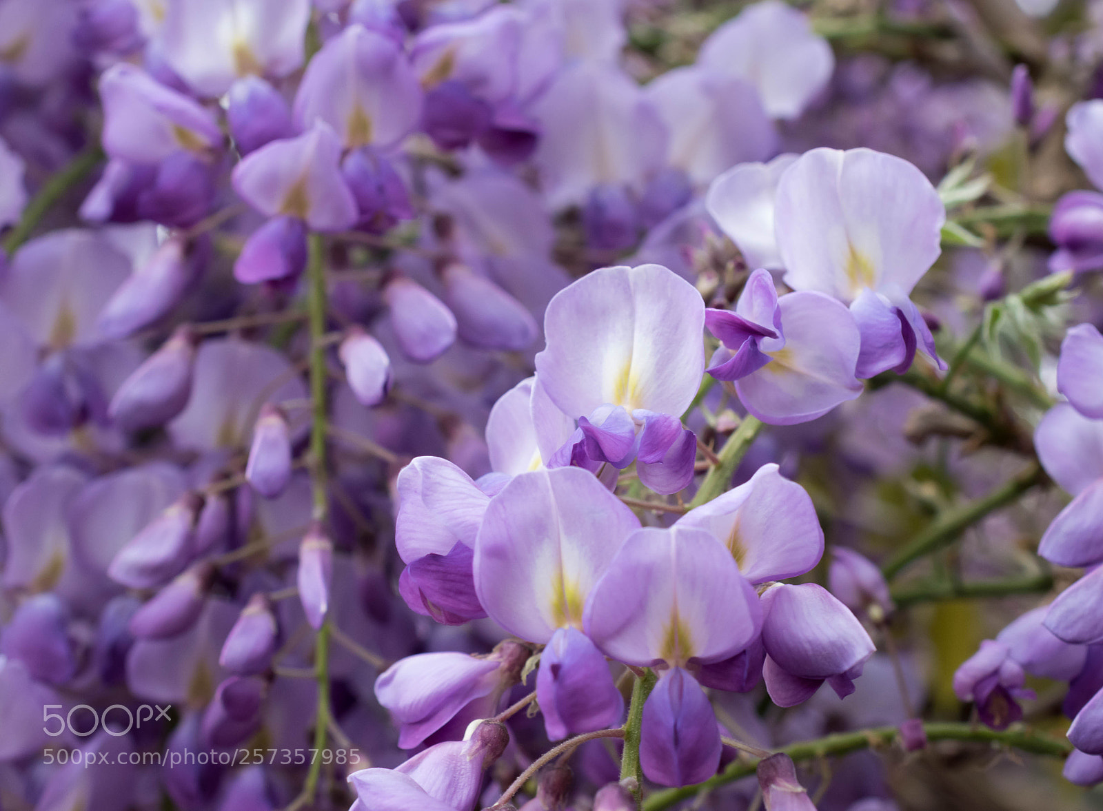 Nikon D5600 sample photo. Blauregen photography