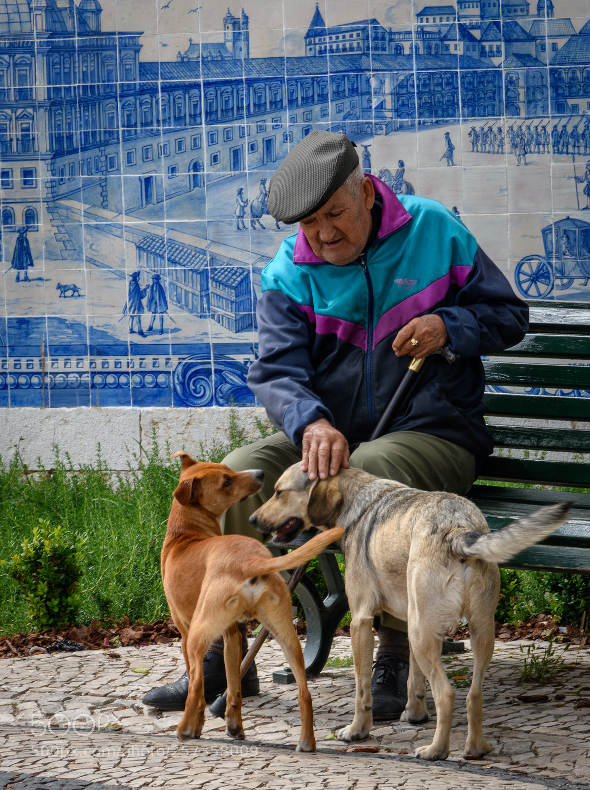 Nikon D850 sample photo. Man's best friend photography
