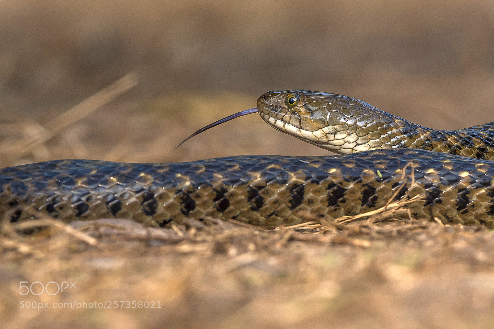 Nikon D750 sample photo. Checkered keelback photography