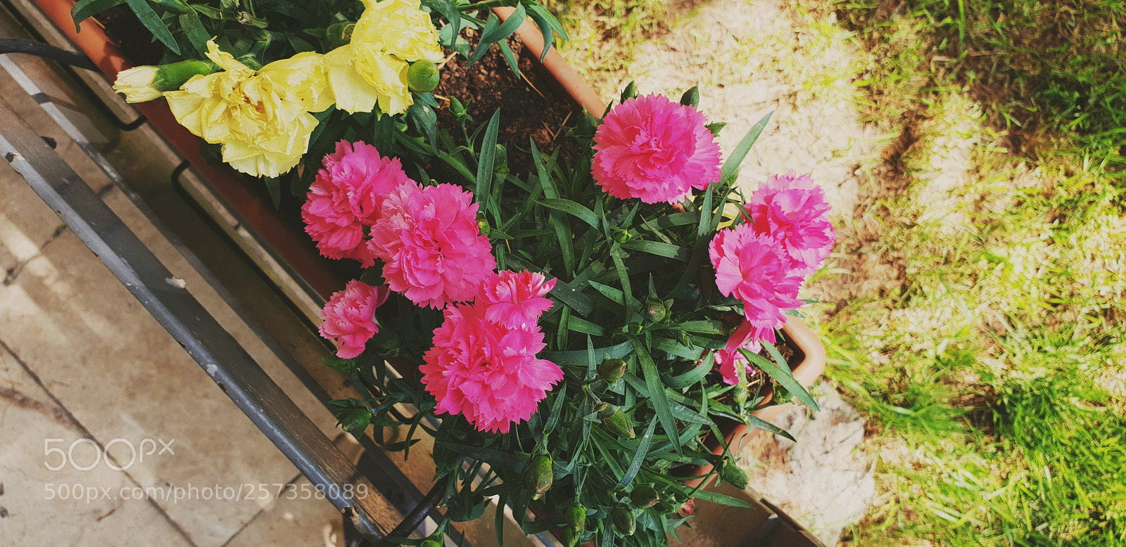 Samsung Galaxy S9+ sample photo. Flowers photography