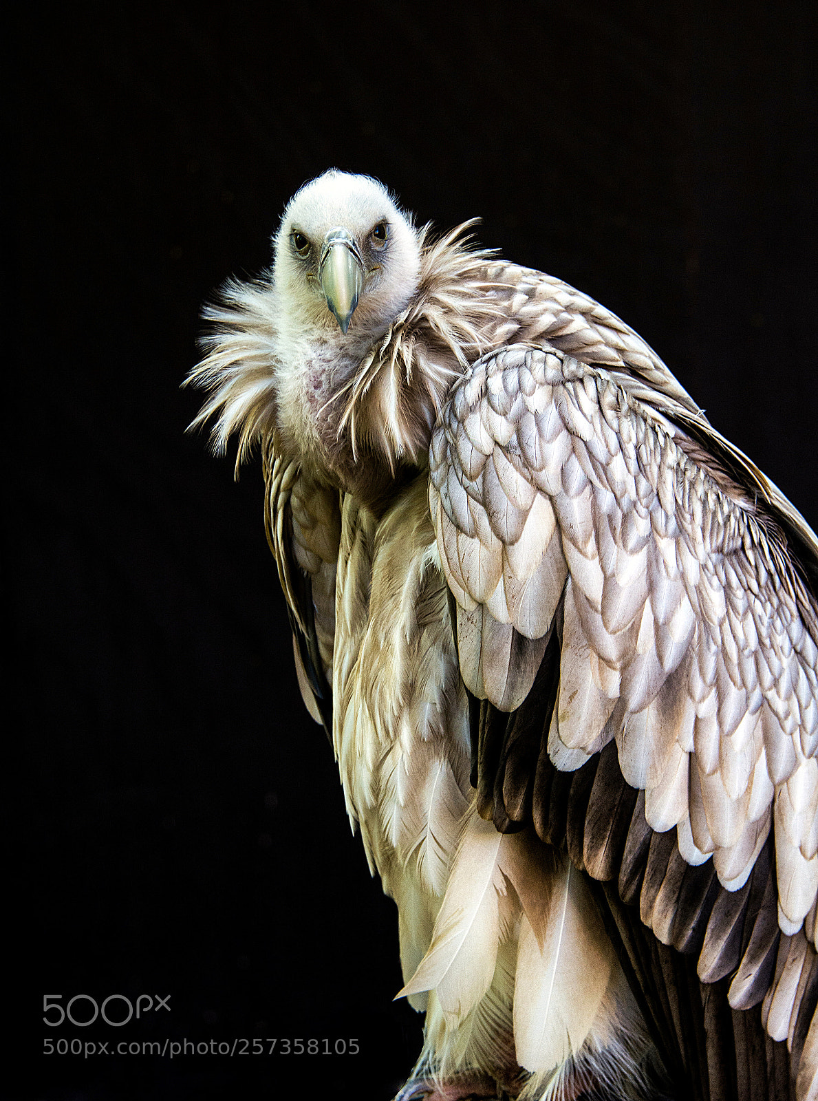 Nikon D7100 sample photo. Schneegeier photography