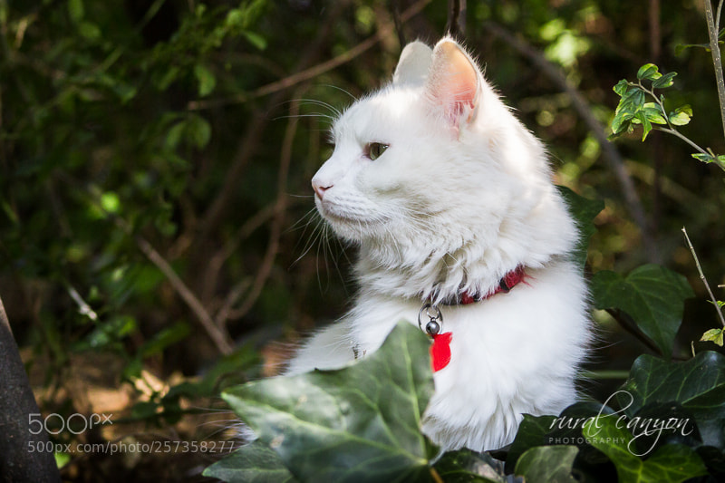Canon EOS 60D sample photo. White cat photography
