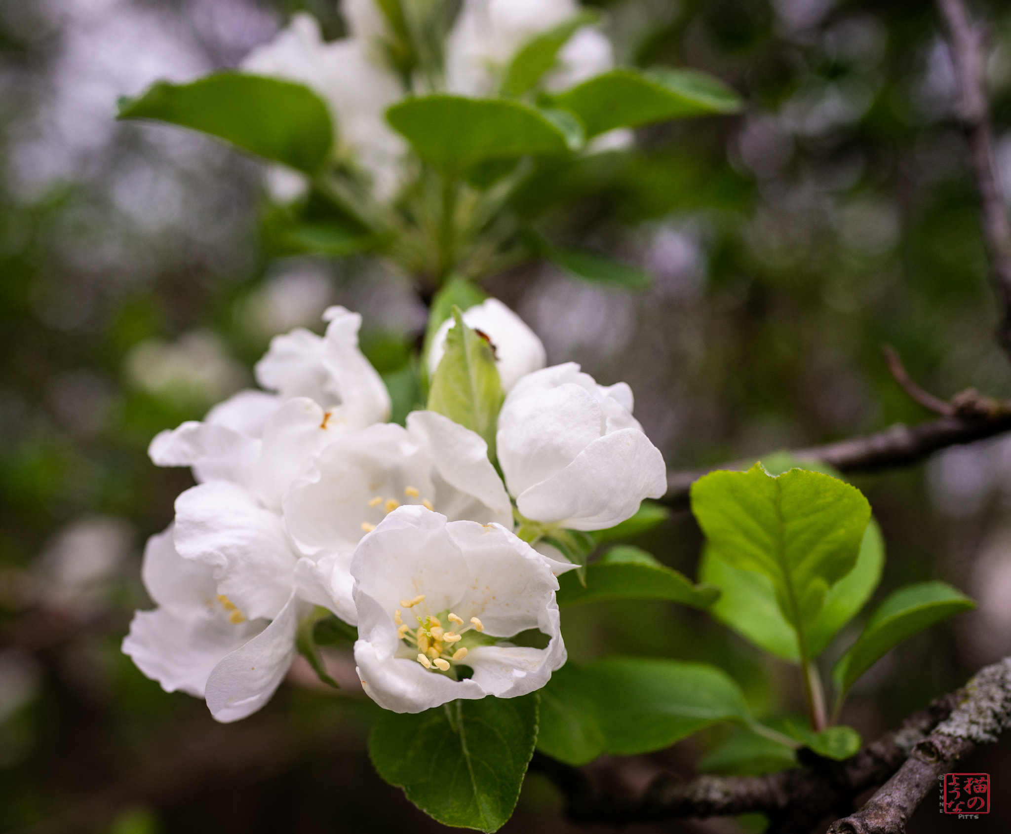 Sony Cyber-shot DSC-RX1 sample photo. White blossoms photography