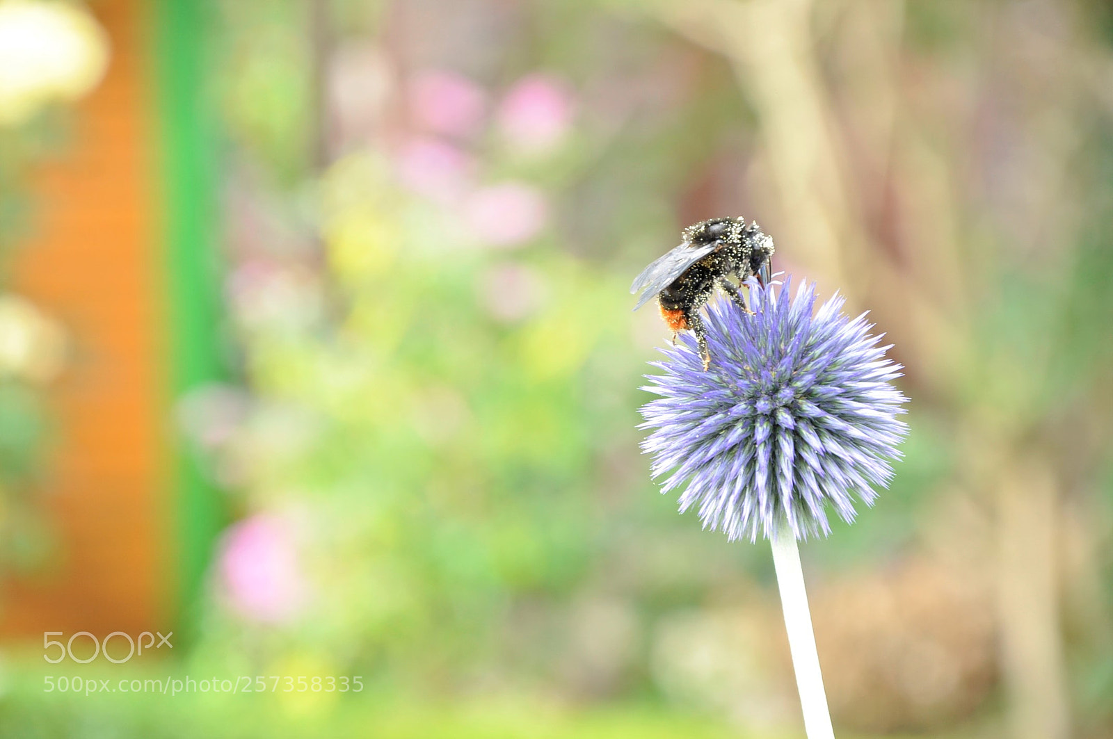 Nikon D90 sample photo. A bee photography