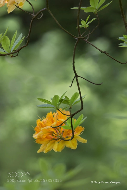 Canon EOS 60D sample photo. Tsutsuji ツツジ photography