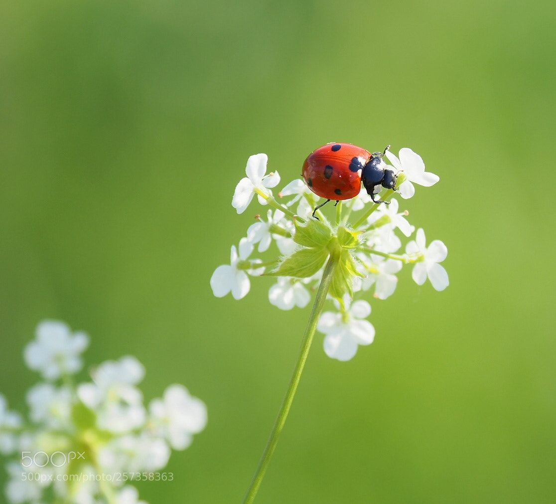 Olympus OM-D E-M1 Mark II sample photo. Lady and the flower photography