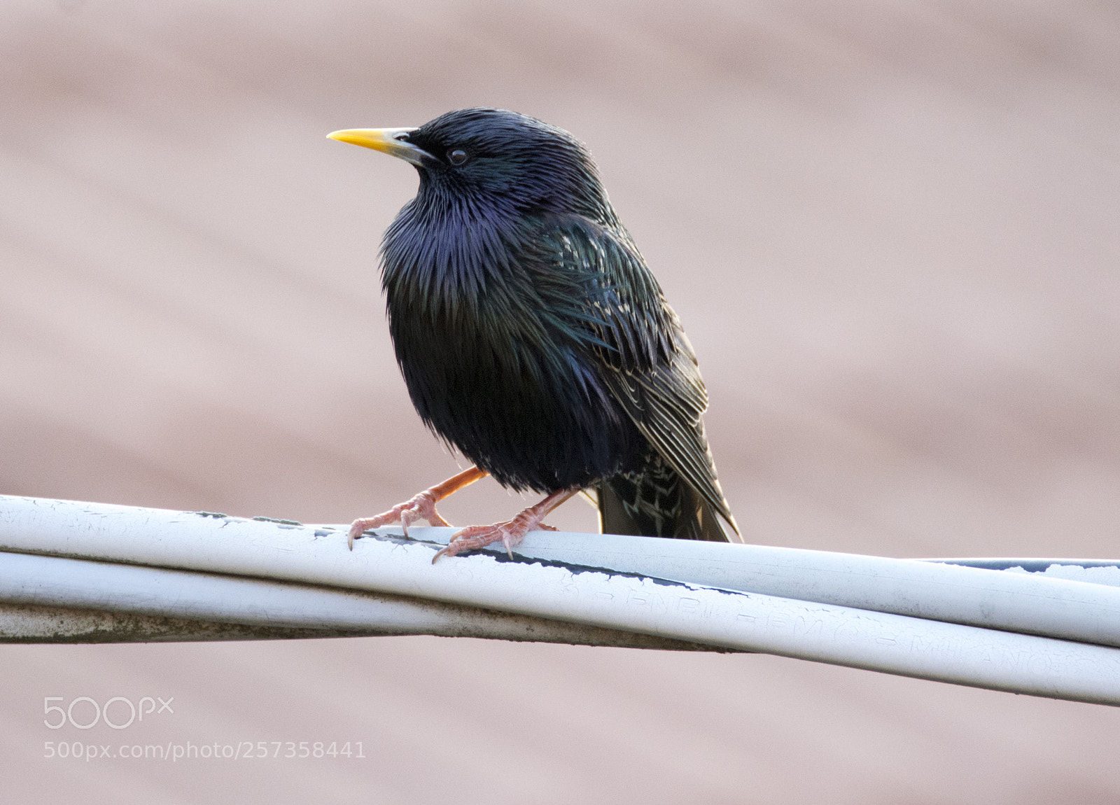 Nikon D7100 sample photo. Starling star photography