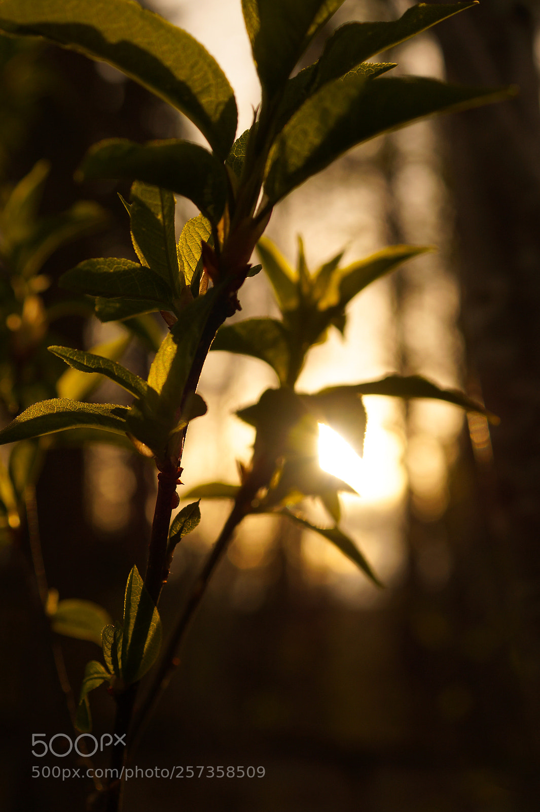 Sony SLT-A58 sample photo. Leaves in the forest photography