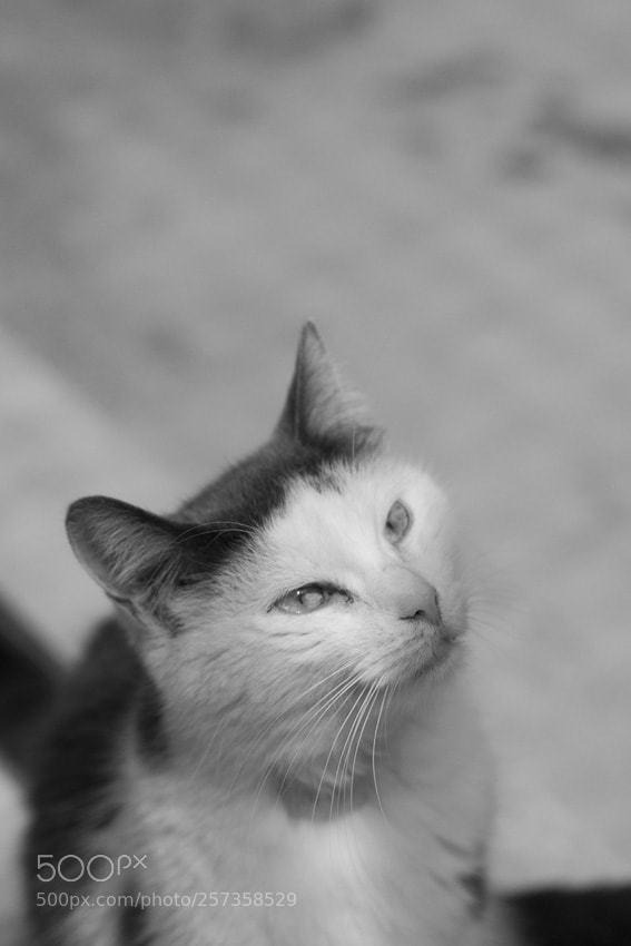 Nikon D3100 sample photo. Sak photography