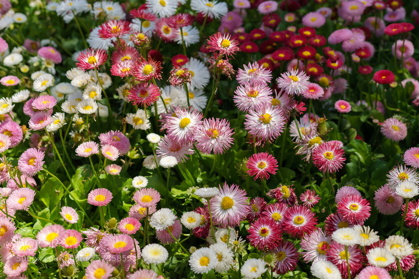 Sony a7 II sample photo. Dsc photography