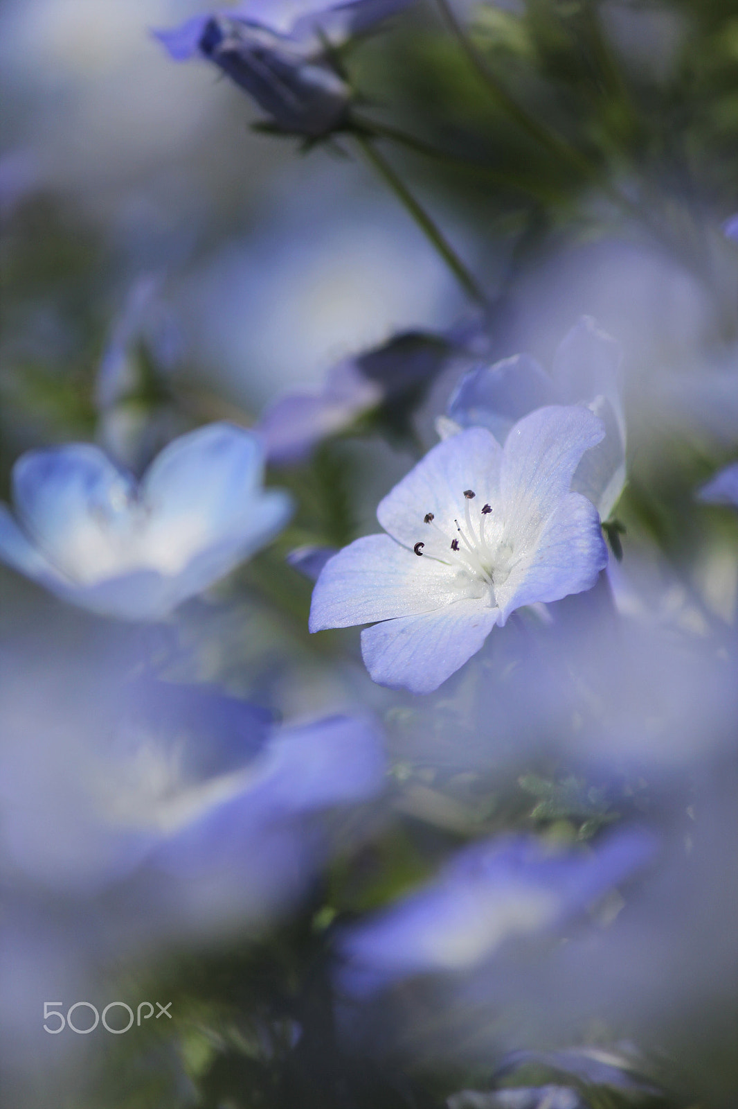 Canon EF-S 55-250mm F4-5.6 IS II sample photo. Baby blue eyes photography
