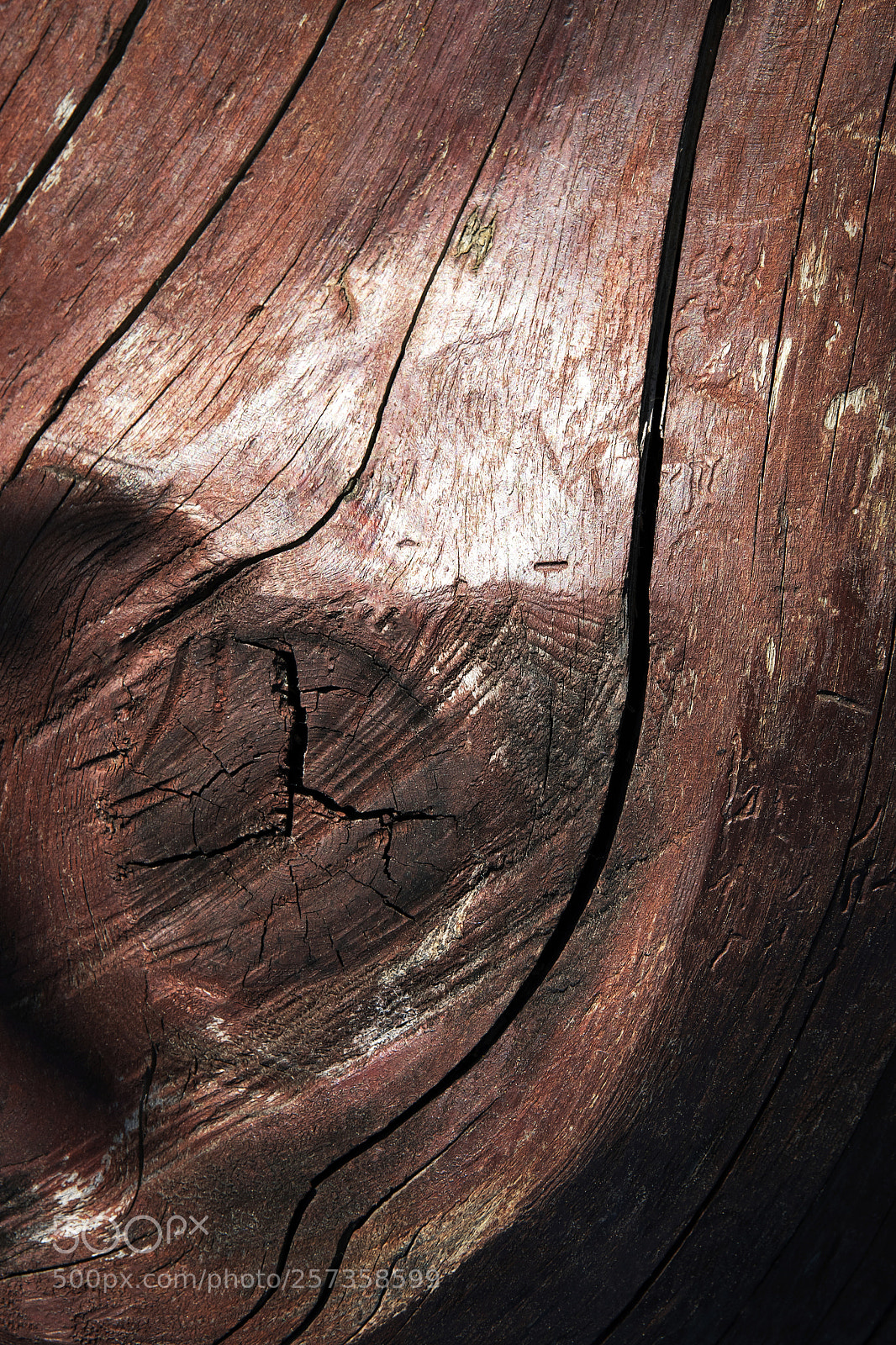 Nikon D5500 sample photo. Cracked wooden trunk with photography