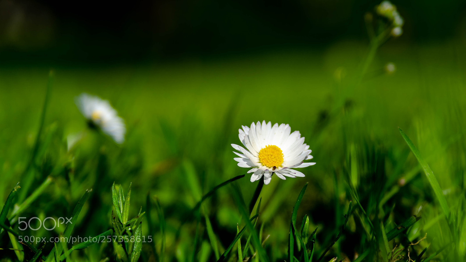 Nikon D5100 sample photo. Daisy photography