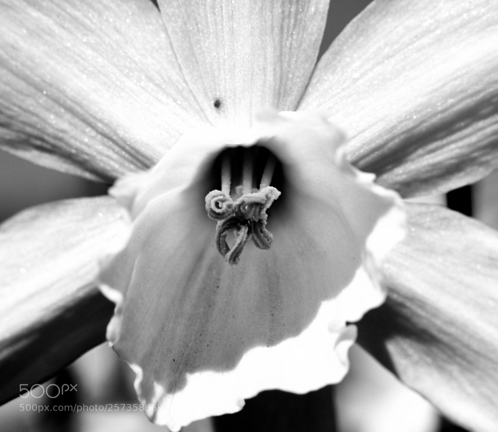 Panasonic Lumix DMC-GX85 (Lumix DMC-GX80 / Lumix DMC-GX7 Mark II) sample photo. Flower photography