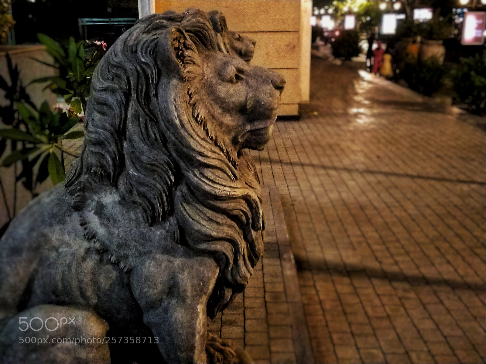 OnePlus 5 sample photo. Simba photography