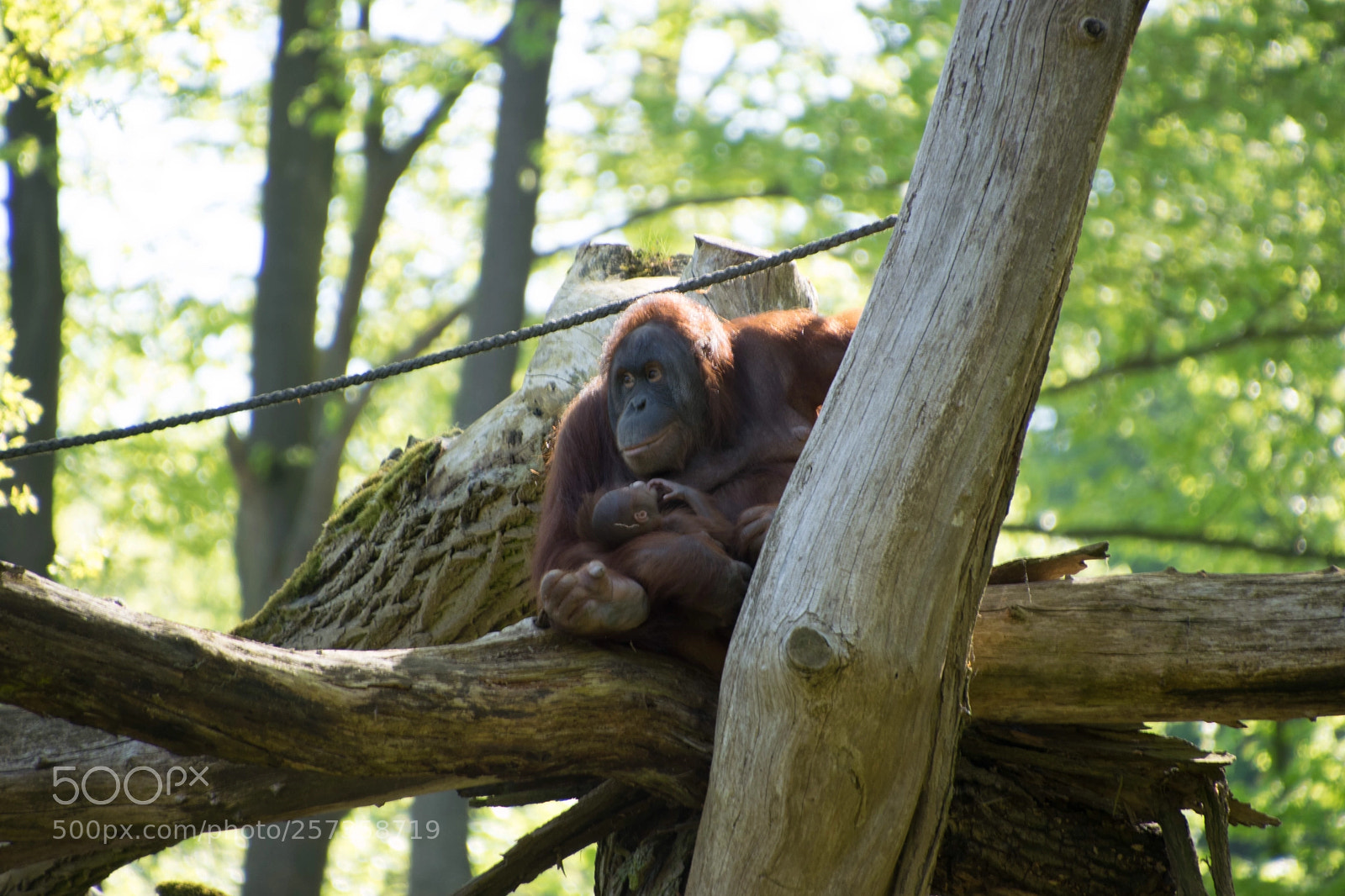Nikon D3300 sample photo. Affenmama mit jungtier photography