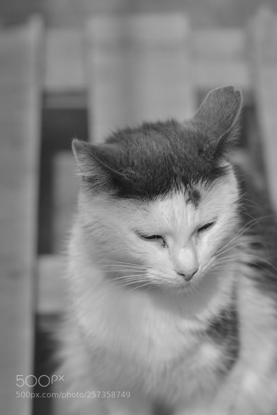 Nikon D3100 sample photo. Sak photography