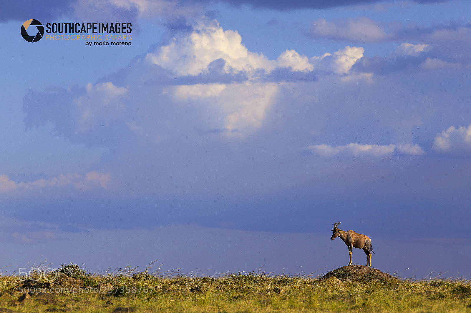 Canon EOS-1D X sample photo. Land of the topi photography