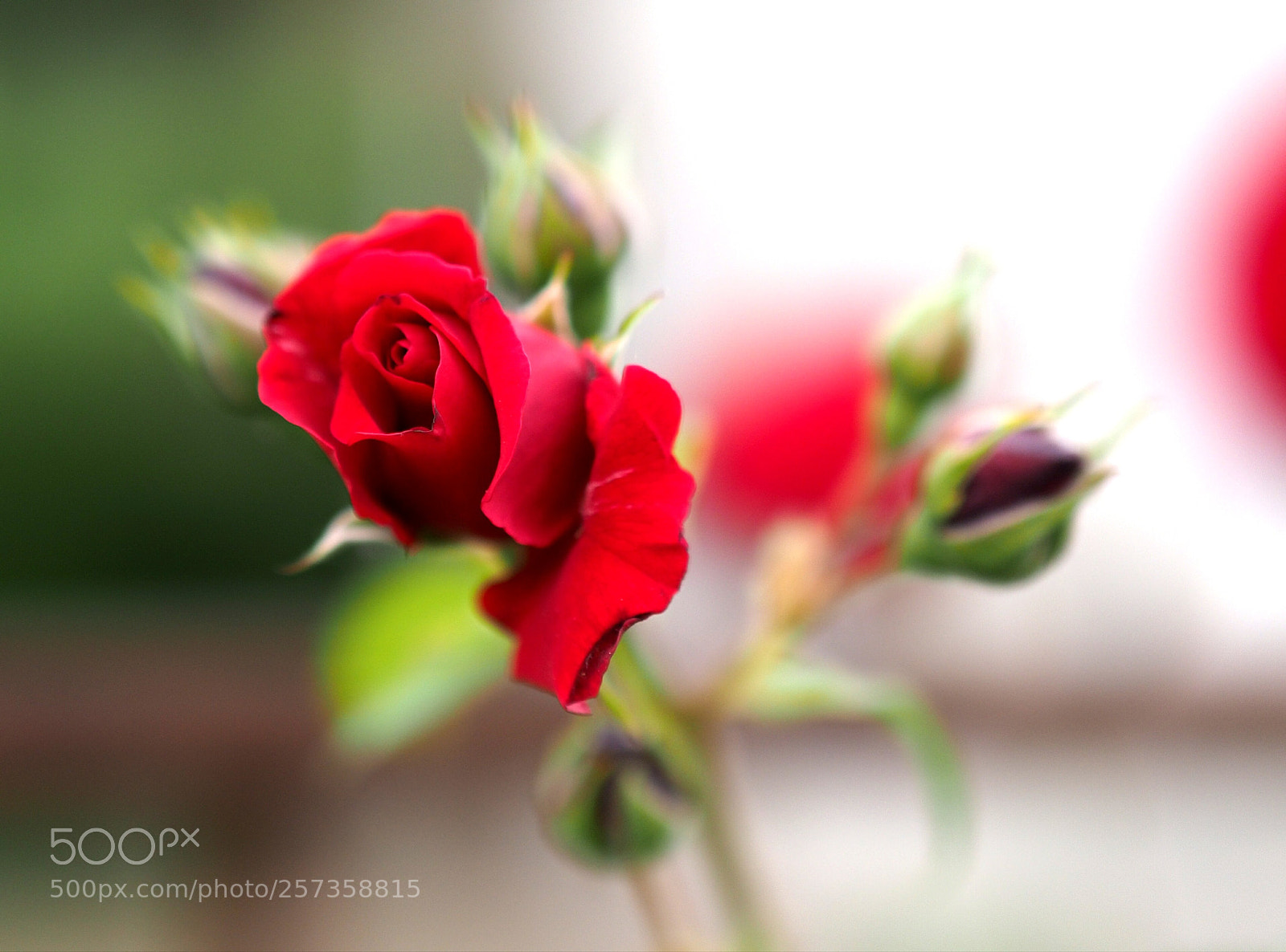 Olympus OM-D E-M1 Mark II sample photo. Untitled photography