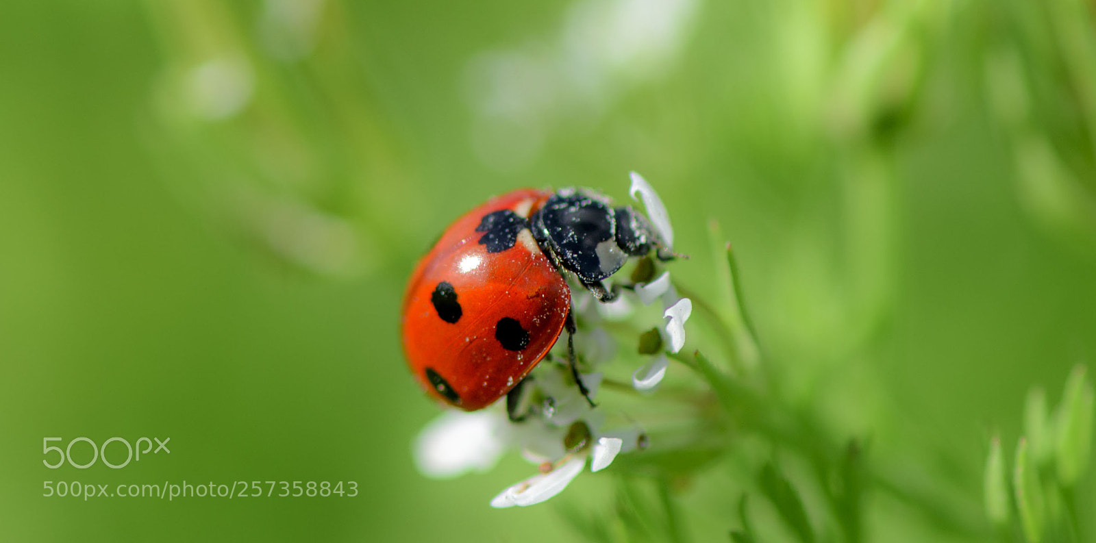Nikon D810 sample photo. Ladybug. photography