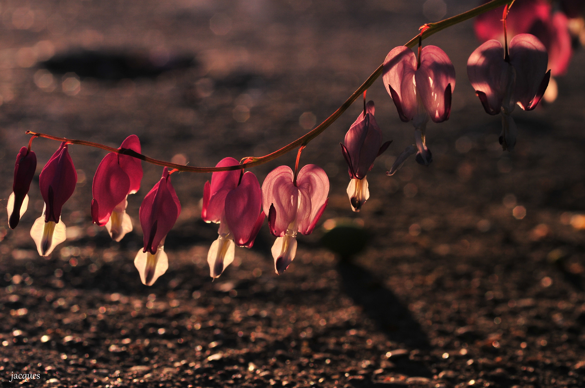 Nikon D300 + Sigma 105mm F2.8 EX DG Macro sample photo. Chick heart photography