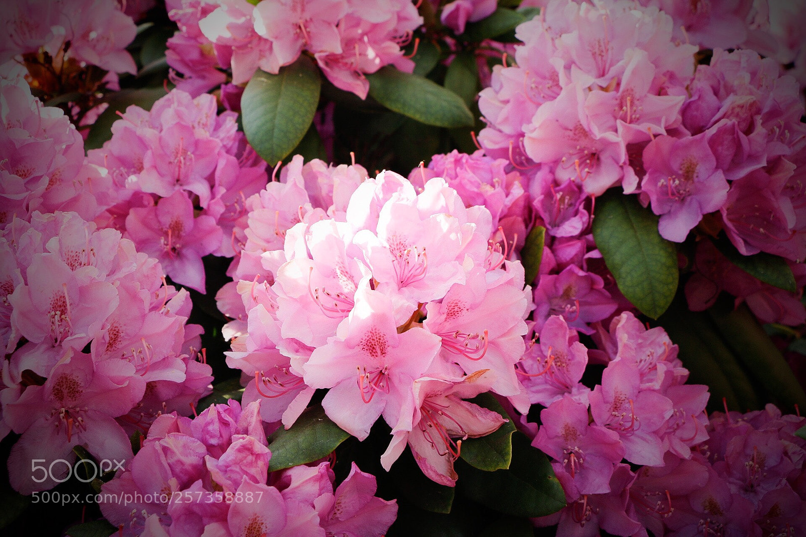 Canon EOS 70D sample photo. Untitled photography