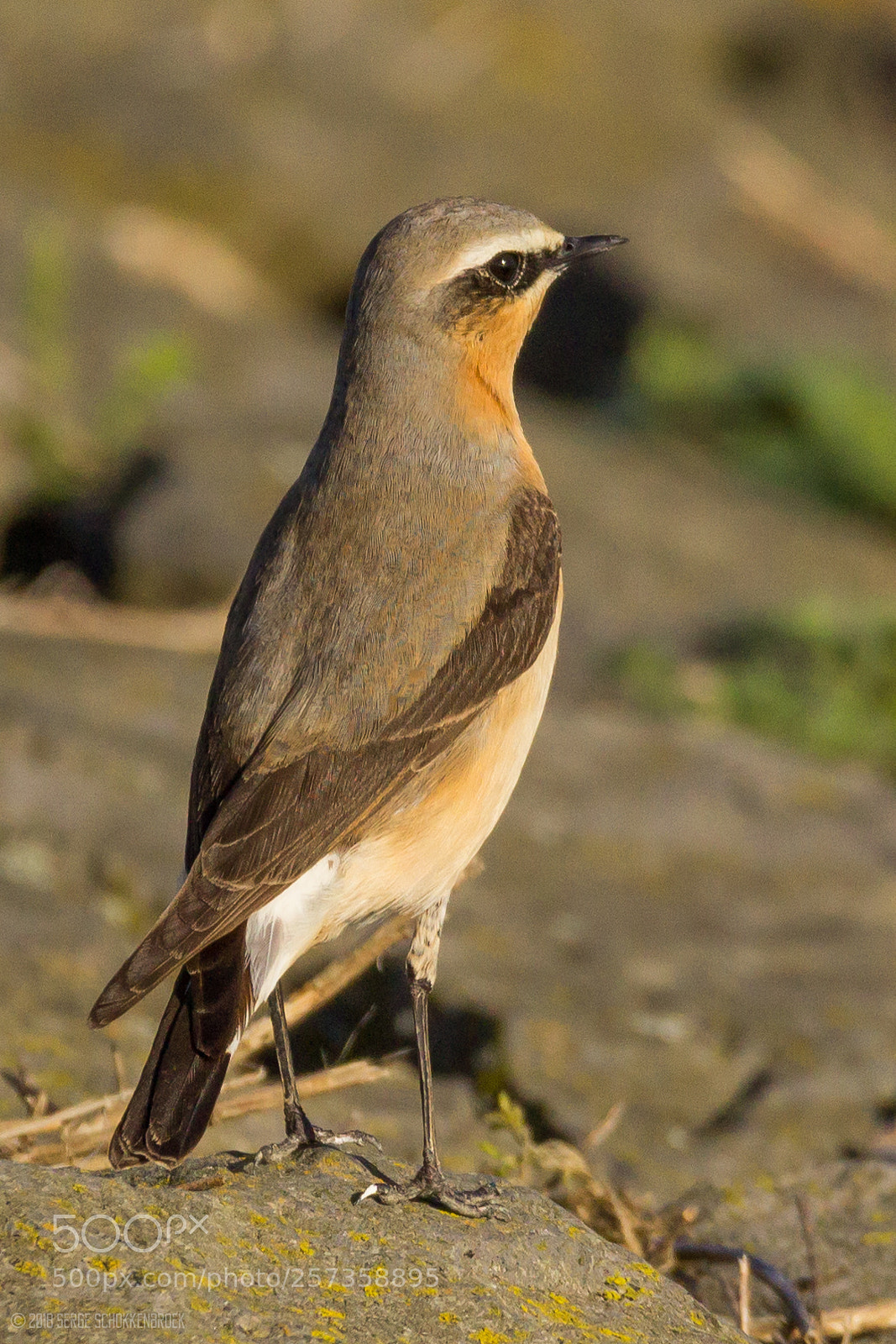 Canon EOS 600D (Rebel EOS T3i / EOS Kiss X5) sample photo. Northern wheatear photography