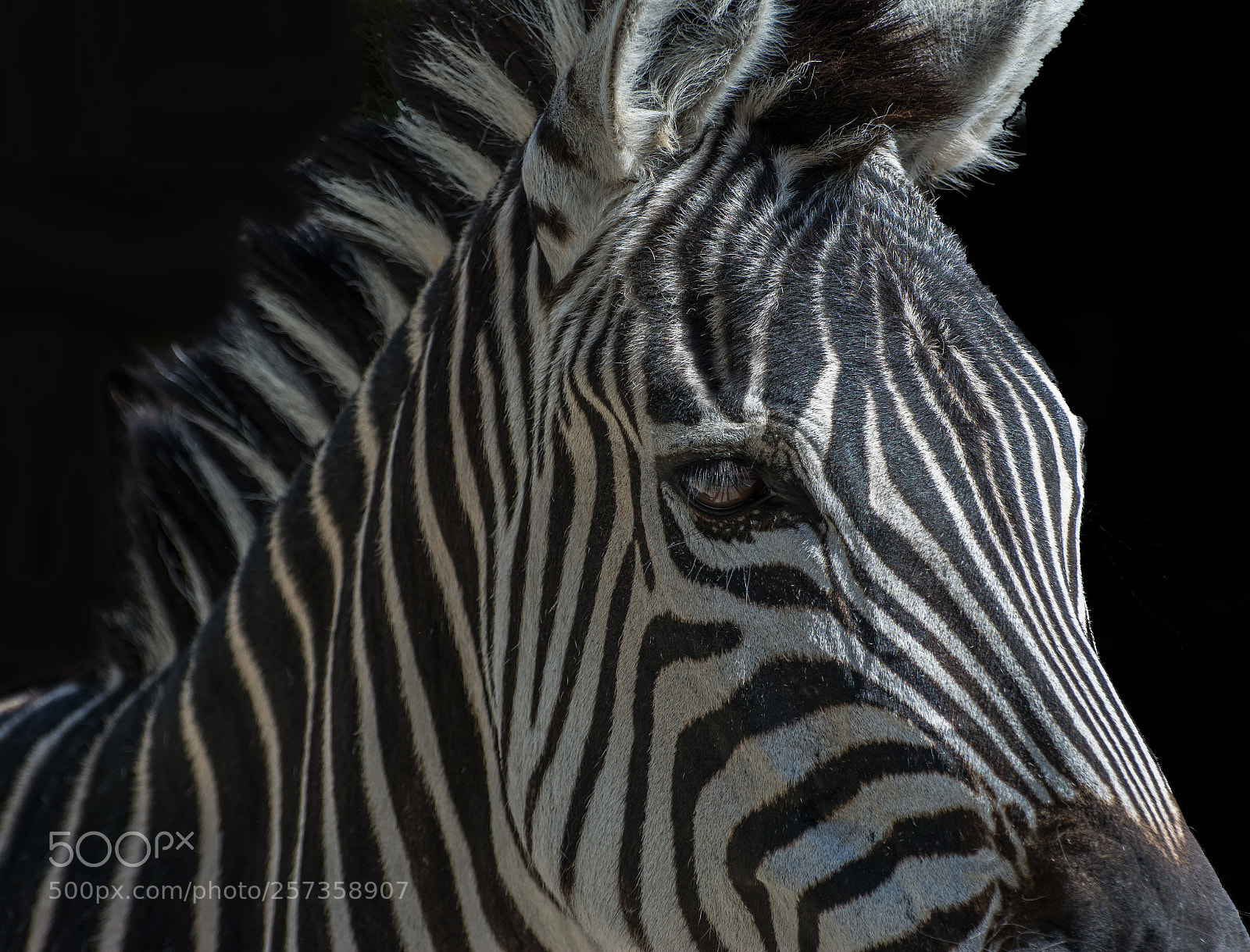 Nikon D7100 sample photo. Zebra photography