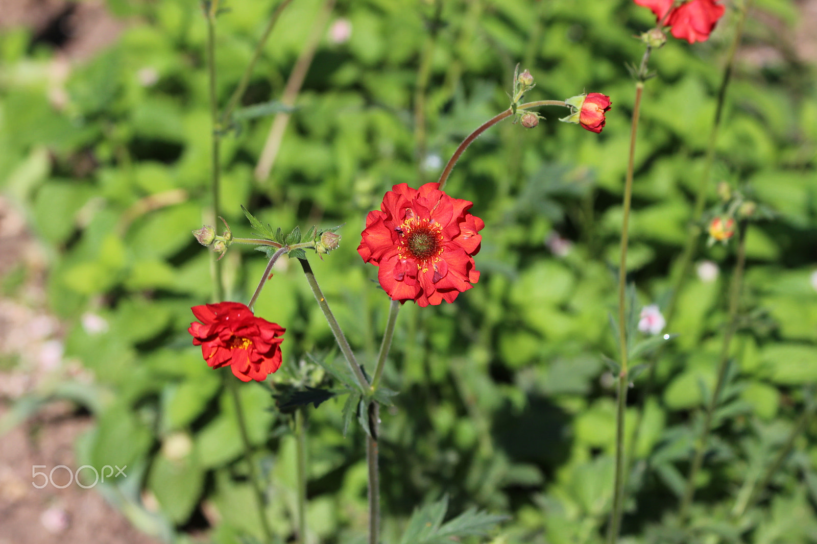 Canon EF 70-300mm F4-5.6 IS USM sample photo. Red_in_green photography