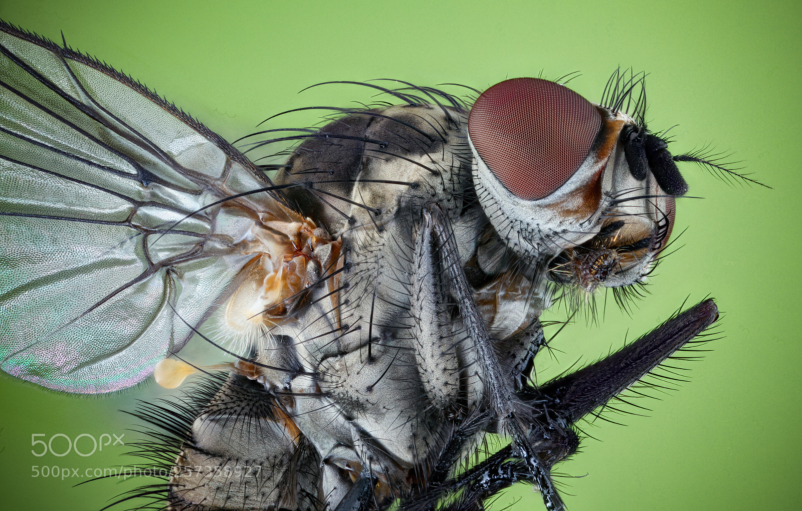 Canon EOS 5D Mark II sample photo. Fly photography