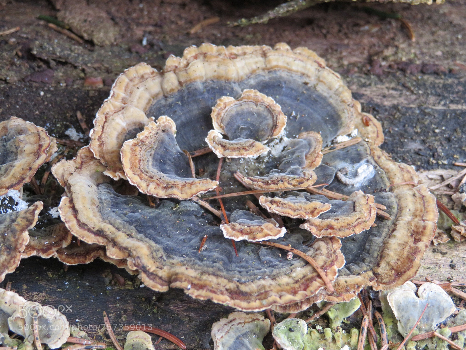 Canon PowerShot SX720 HS sample photo. Fungus  photography