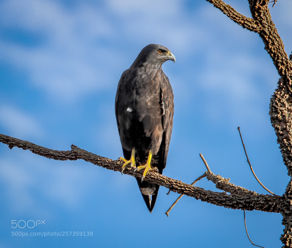 Canon EOS 7D sample photo. White-tailed hawk geranoaetus albicaudatus photography