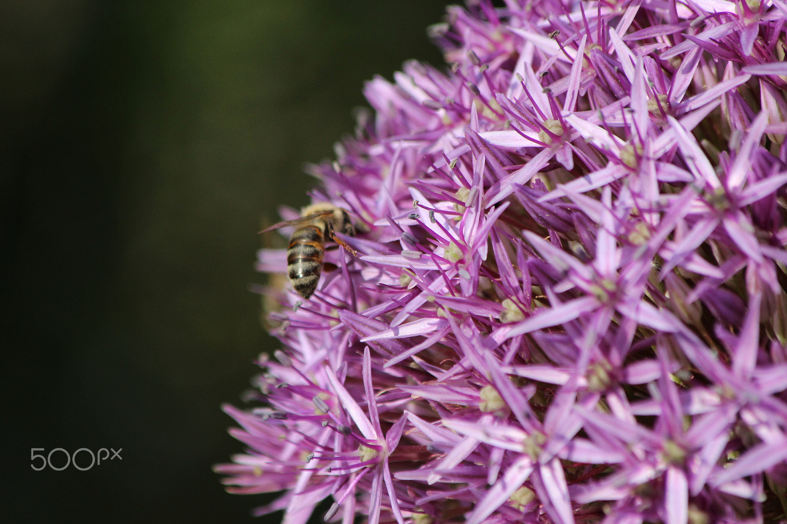 Canon EF 70-300mm F4-5.6 IS USM sample photo. Be_bee photography