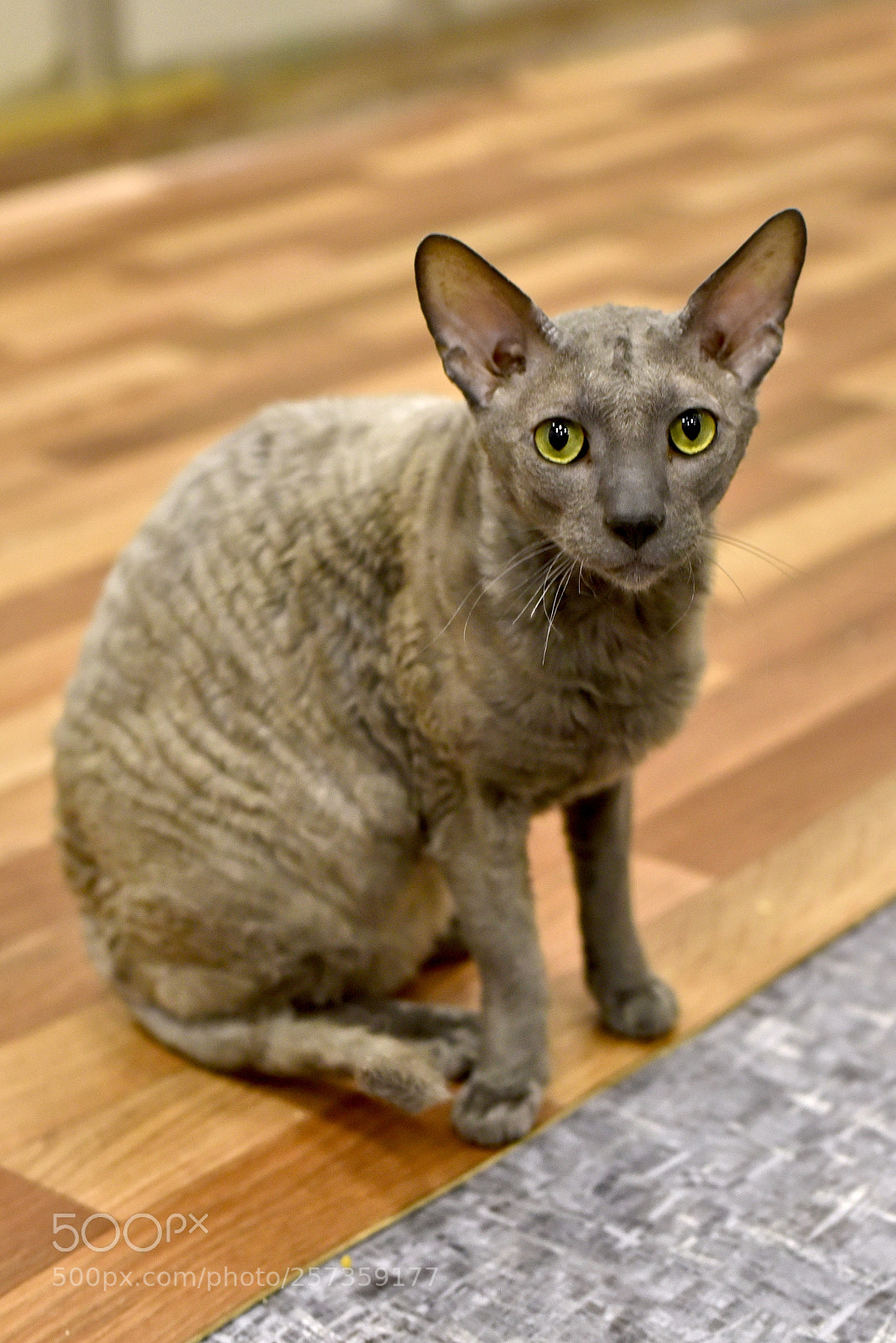 Nikon D750 sample photo. Cornish rex photography