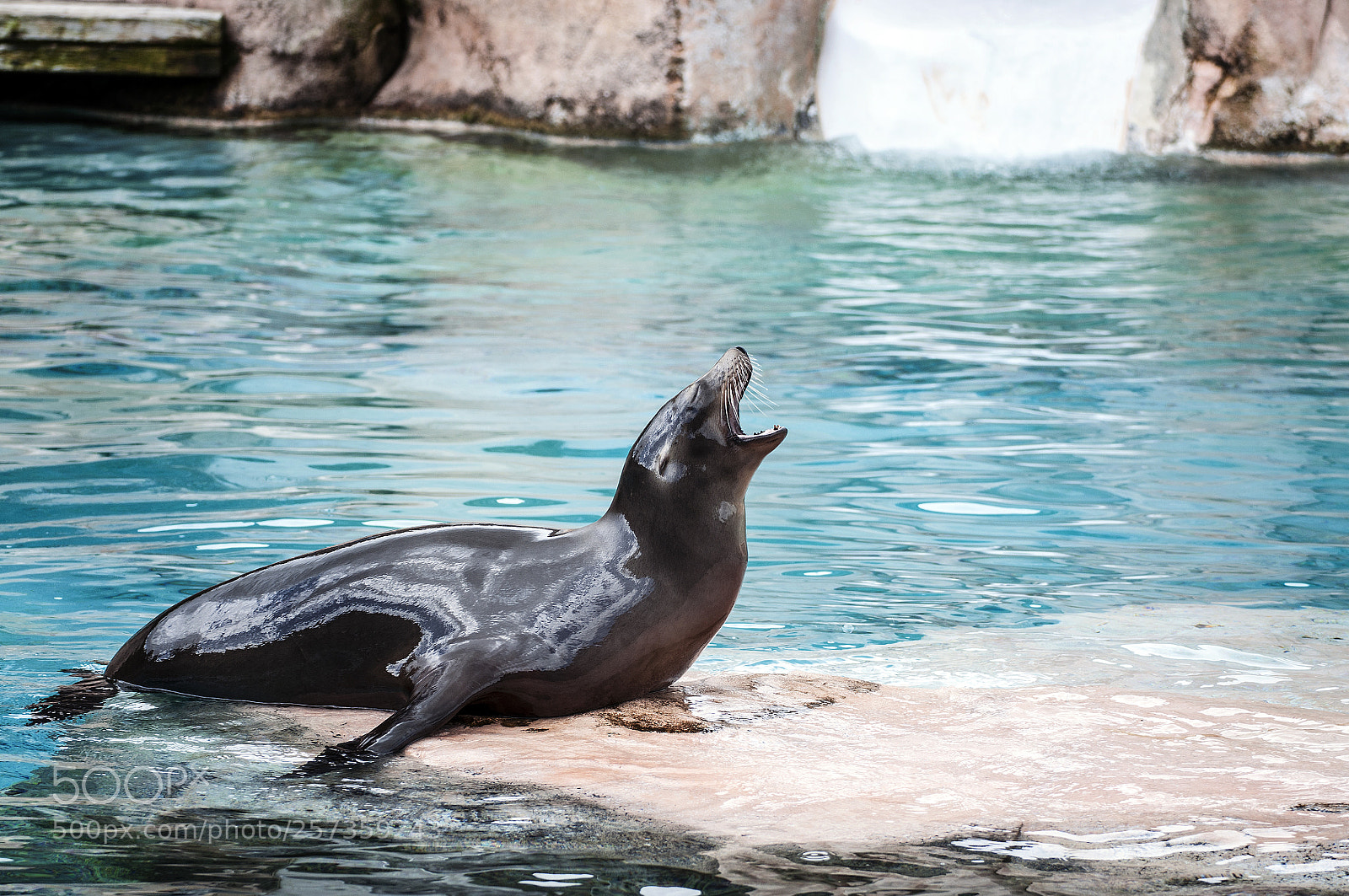 Nikon D90 sample photo. * sea lion * photography