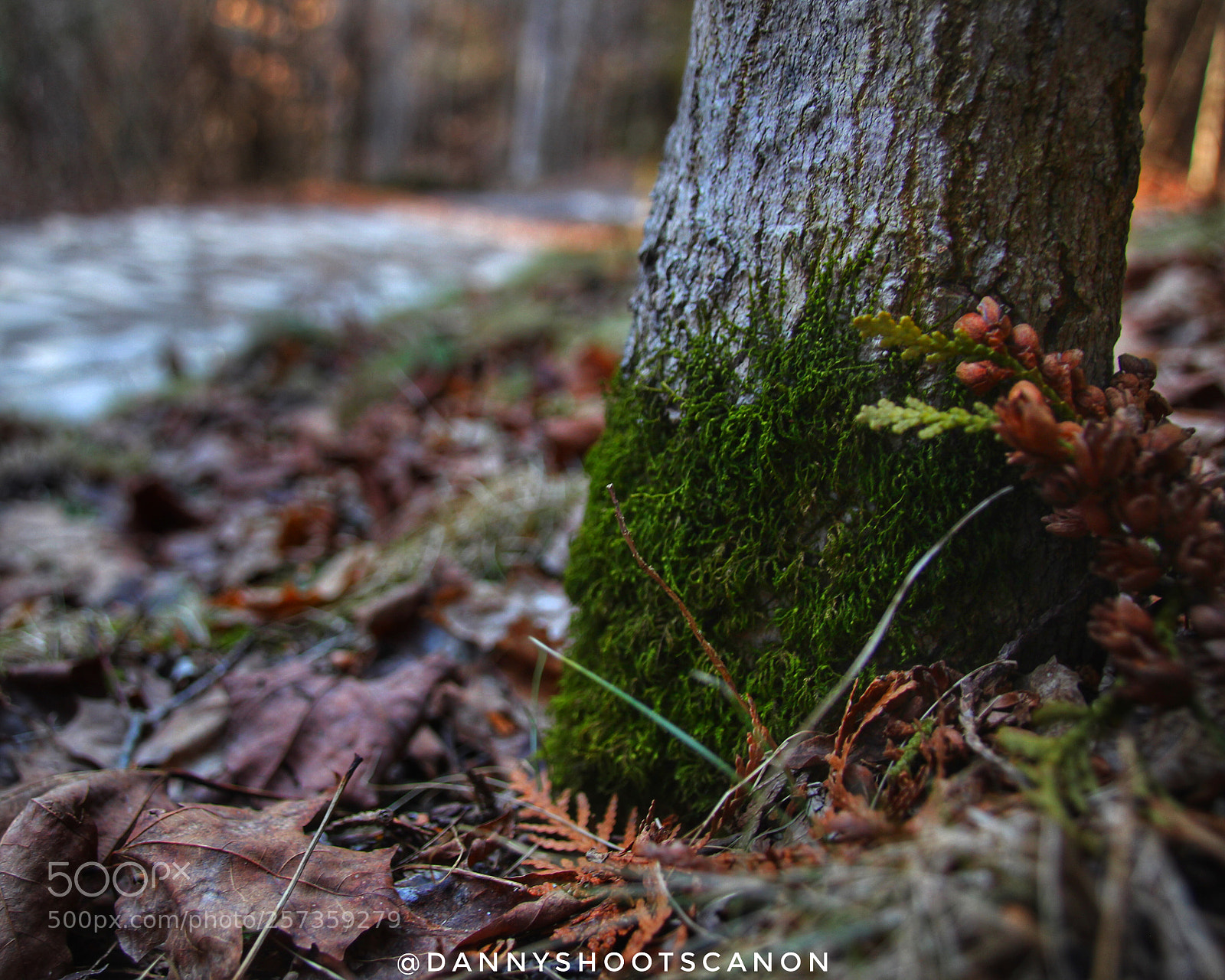 Canon EOS 700D (EOS Rebel T5i / EOS Kiss X7i) sample photo. Lovely treemoss?? photography