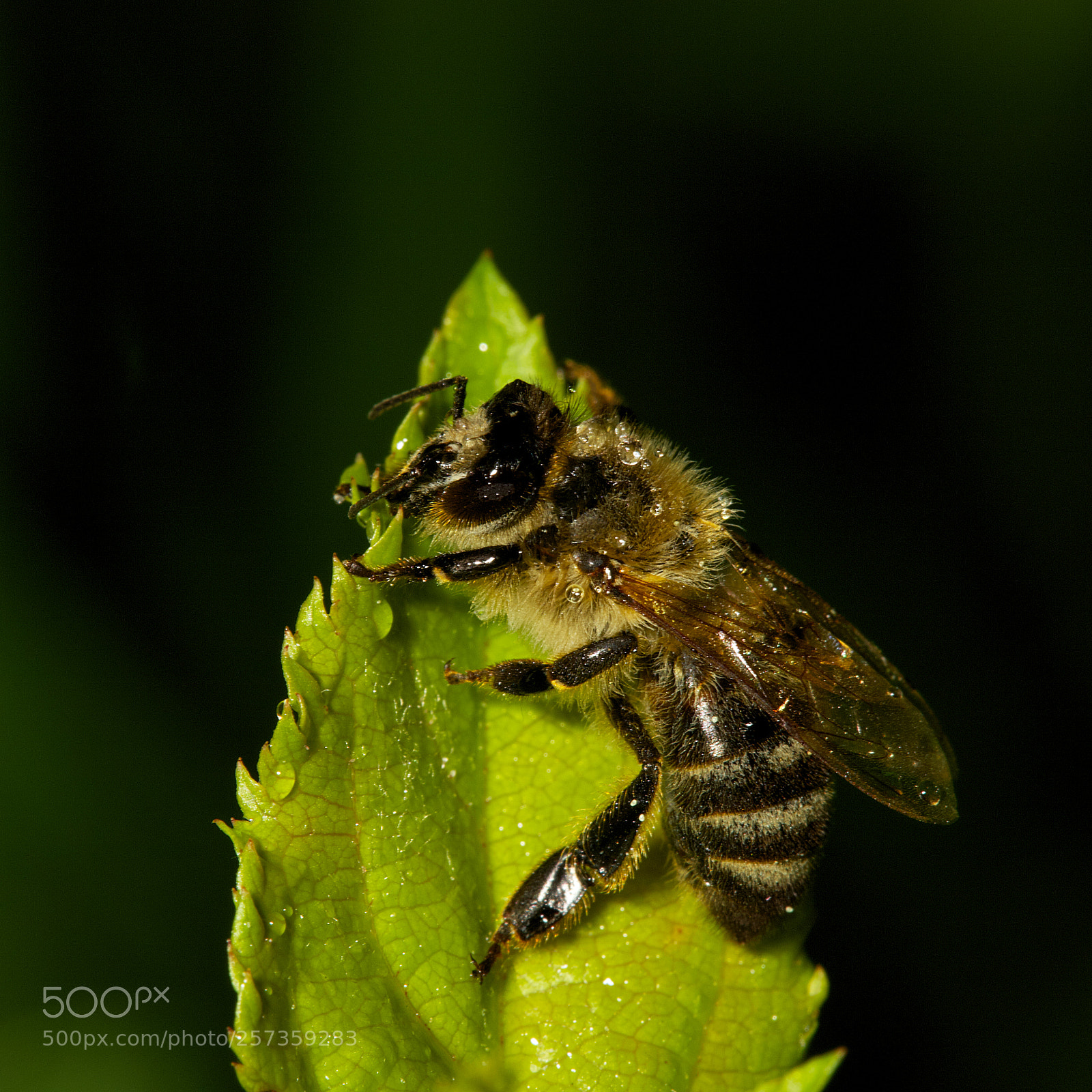 Canon EOS 6D Mark II sample photo. Bee photography