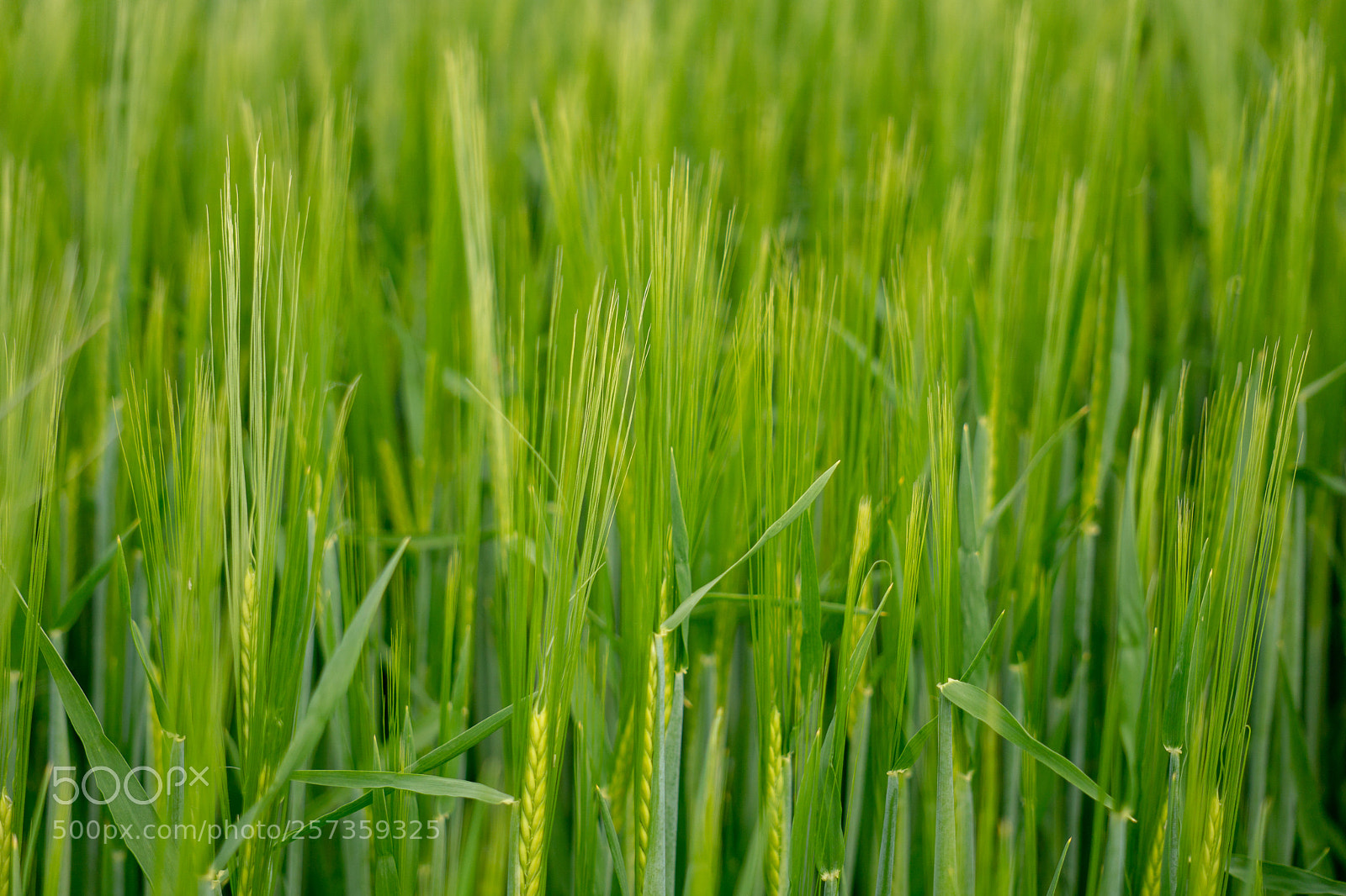 Sony a6000 sample photo. Korn im feld photography