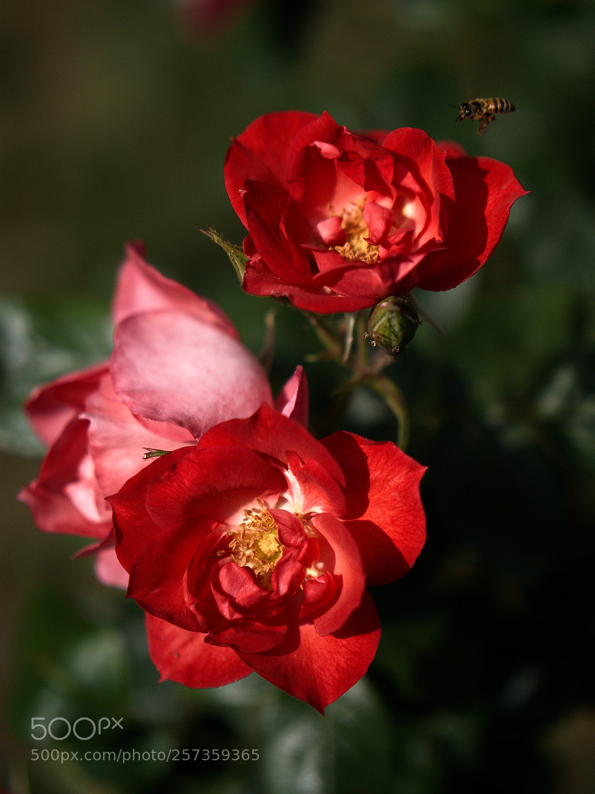 Panasonic Lumix DC-GH5 sample photo. Le printemps dans la photography