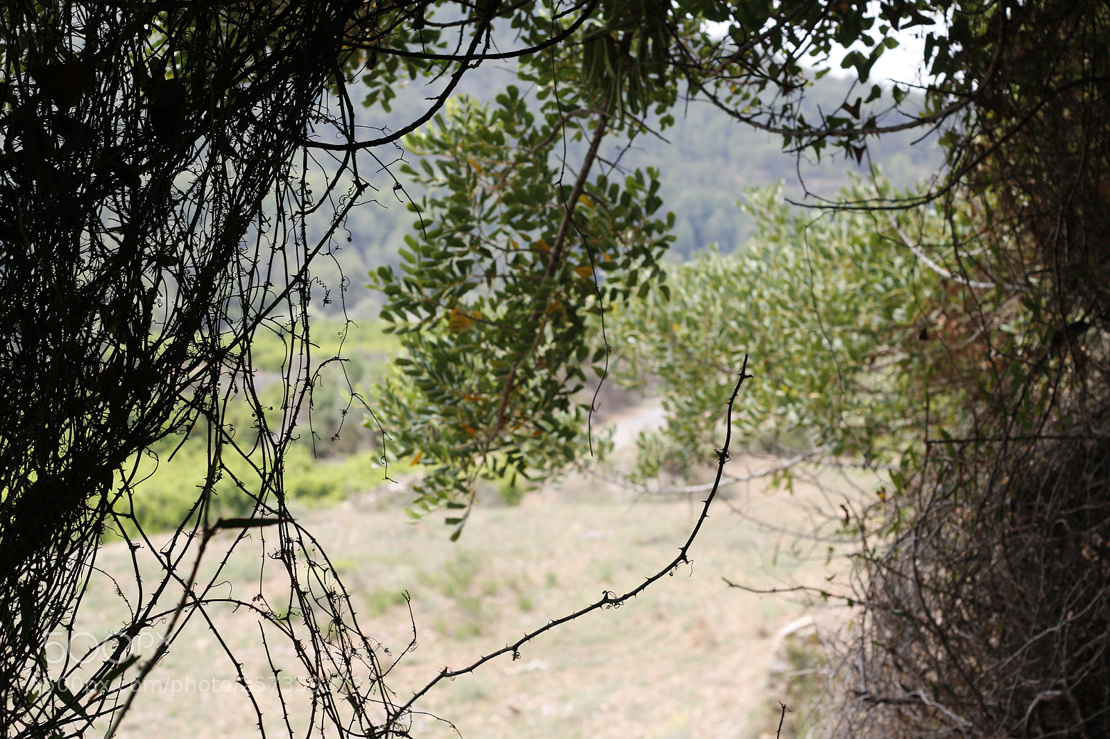 Canon EOS 70D + Canon EF 50mm F1.8 II sample photo. Mg photography