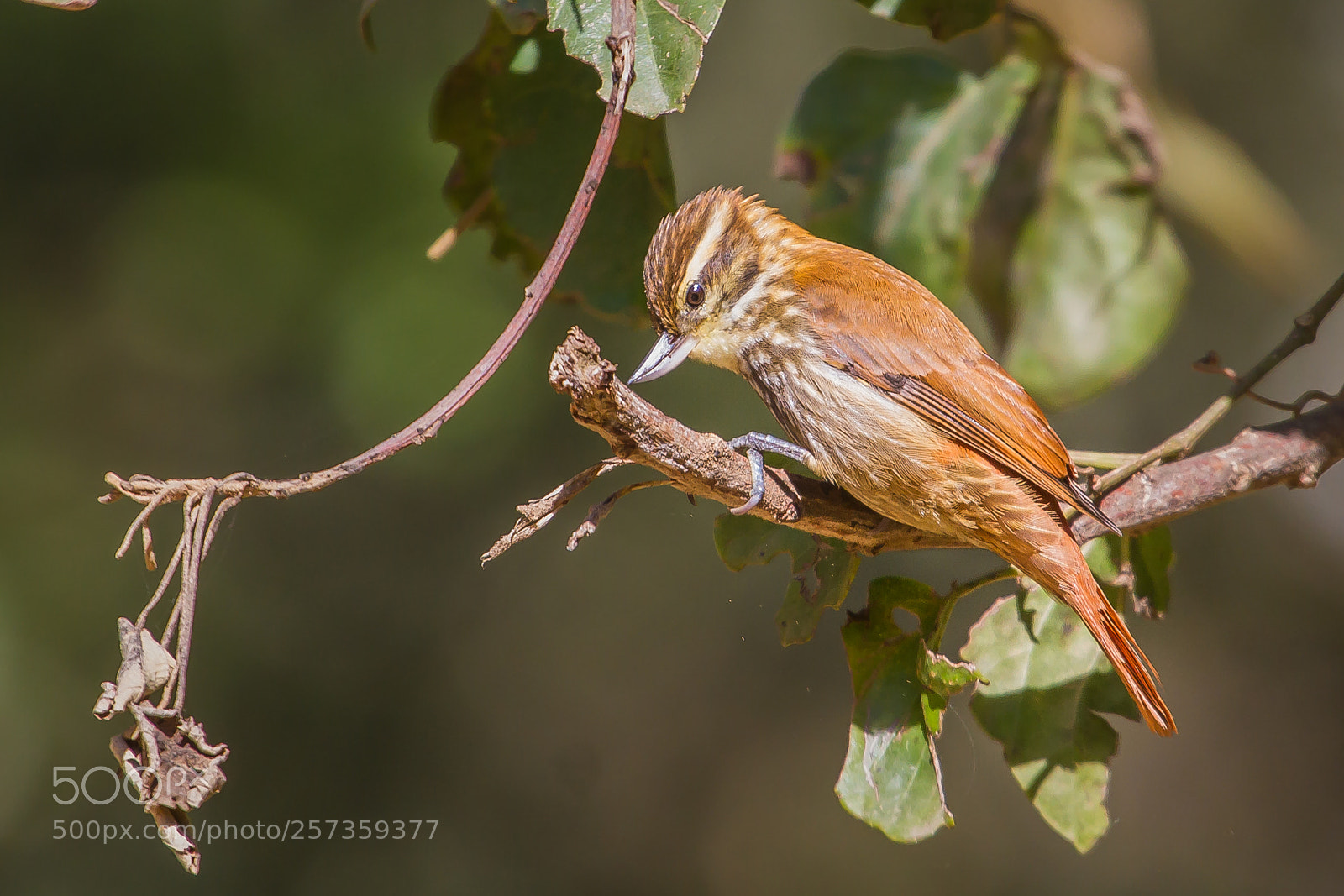 Canon EOS 7D sample photo. Streaked xenops photography