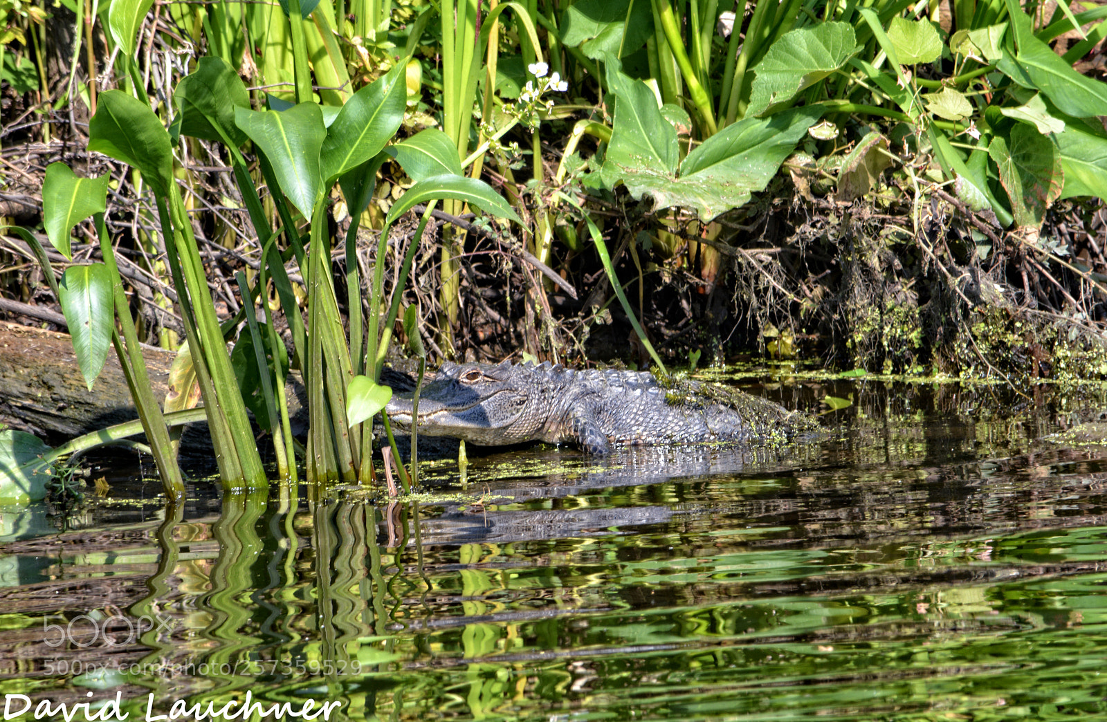 Nikon D5200 sample photo. Alligator photography