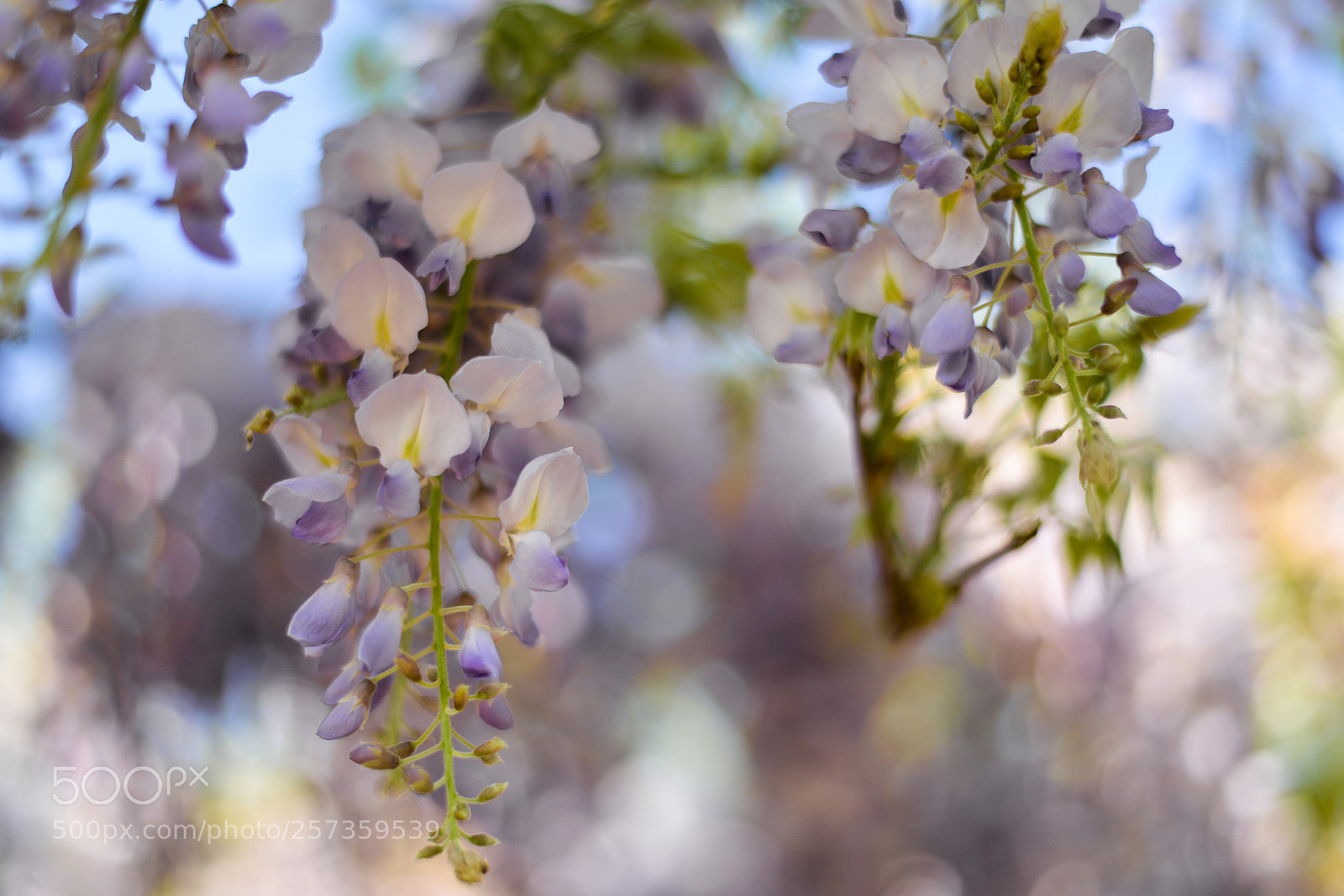 Nikon D610 sample photo. Blauregen photography