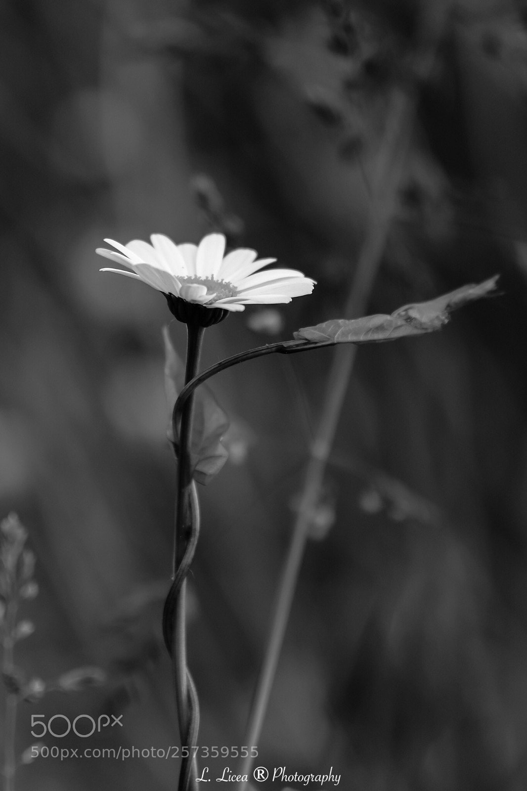 Canon EOS 6D Mark II sample photo. Caress of light 56 photography