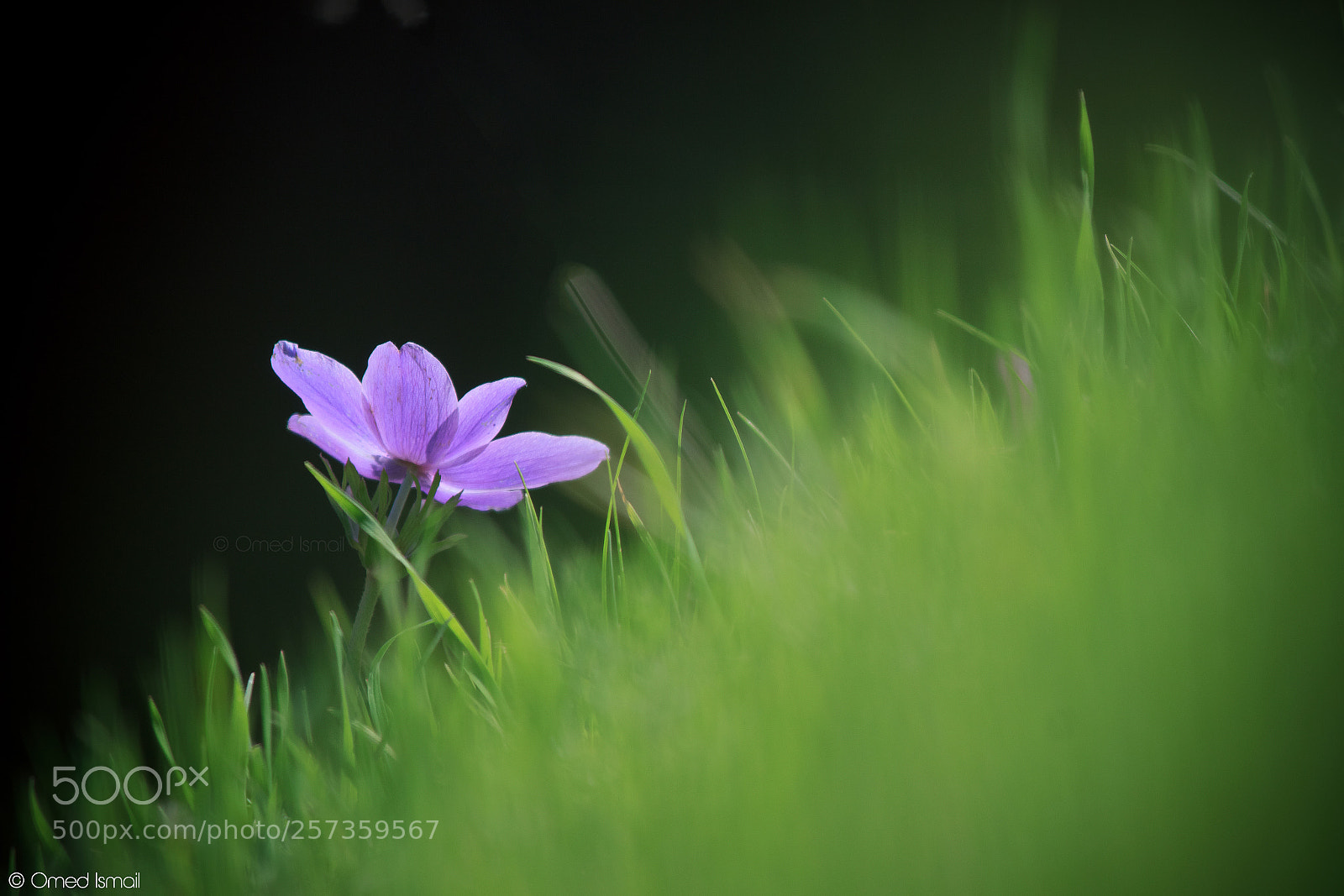 Canon EOS 600D (Rebel EOS T3i / EOS Kiss X5) sample photo. Anemone flower photography