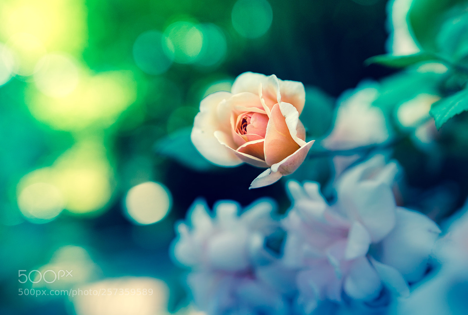 Sony a6300 sample photo. A rose photography